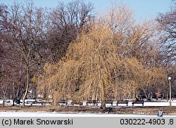 Salix ×sepulcralis (wierzba żałobna)