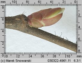 Corylus avellana (leszczyna pospolita)