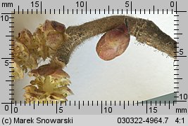 Corylus avellana (leszczyna pospolita)