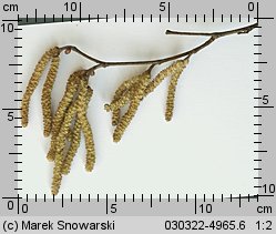 Corylus avellana (leszczyna pospolita)