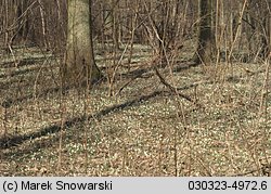 Galanthus nivalis (śnieżyczka przebiśnieg)