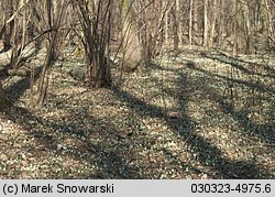 Galanthus nivalis (śnieżyczka przebiśnieg)