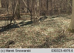 Galanthus nivalis (śnieżyczka przebiśnieg)