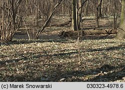 Galanthus nivalis (śnieżyczka przebiśnieg)