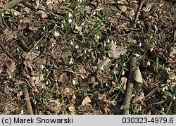 Galanthus nivalis (śnieżyczka przebiśnieg)