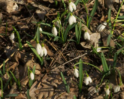 Galanthus nivalis (śnieżyczka przebiśnieg)