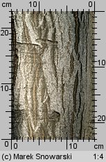 Carpinus betulus (grab pospolity)