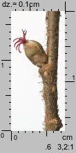 Corylus avellana (leszczyna pospolita)