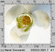 Galanthus nivalis (śnieżyczka przebiśnieg)