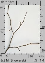 Tilia cordata (lipa drobnolistna)