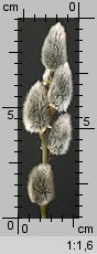 Salix caprea (wierzba iwa)