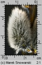 Salix caprea (wierzba iwa)