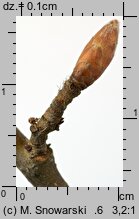 Carpinus betulus (grab pospolity)