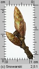 Carpinus betulus (grab pospolity)