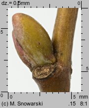 Tilia cordata (lipa drobnolistna)
