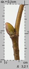 Tilia cordata (lipa drobnolistna)