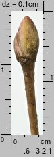 Tilia cordata (lipa drobnolistna)