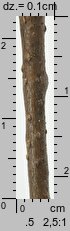 Tilia cordata (lipa drobnolistna)