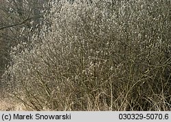 Salix caprea (wierzba iwa)