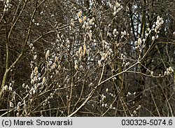 Salix caprea (wierzba iwa)