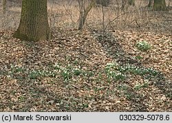 Galanthus nivalis (śnieżyczka przebiśnieg)