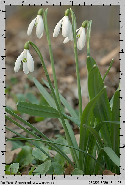 Galanthus nivalis (śnieżyczka przebiśnieg)