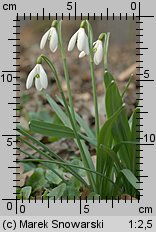 Galanthus nivalis (śnieżyczka przebiśnieg)