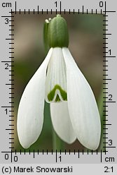 Galanthus nivalis (śnieżyczka przebiśnieg)