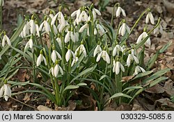 Galanthus nivalis (śnieżyczka przebiśnieg)