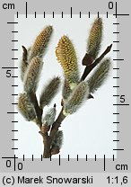 Salix caprea (wierzba iwa)