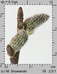 Salix caprea (wierzba iwa)