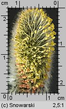 Salix caprea (wierzba iwa)