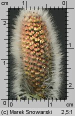 Salix caprea (wierzba iwa)