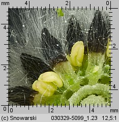 Salix caprea (wierzba iwa)