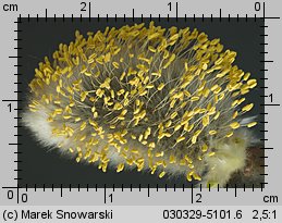 Salix caprea (wierzba iwa)