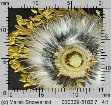 Salix caprea (wierzba iwa)