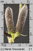 Salix purpurea (wierzba purpurowa)
