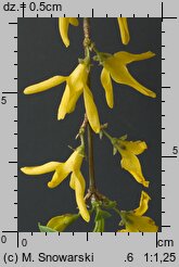 Forsythia ×intermedia (forsycja pośrednia)