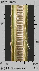 Forsythia ×intermedia (forsycja pośrednia)