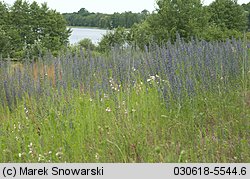 Echium vulgare (żmijowiec zwyczajny)