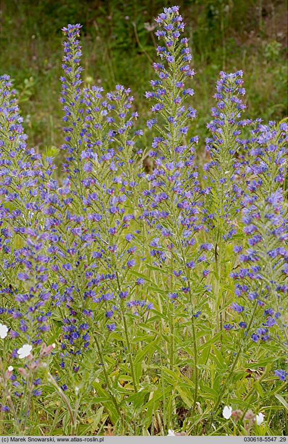 Echium vulgare (żmijowiec zwyczajny)