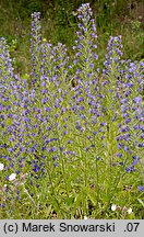 Echium vulgare (żmijowiec zwyczajny)