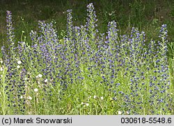 Echium vulgare (żmijowiec zwyczajny)