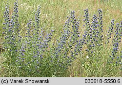 Echium vulgare (żmijowiec zwyczajny)