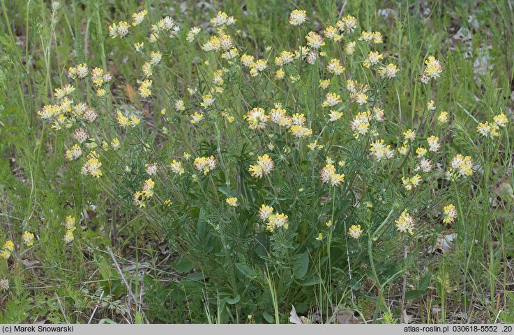 Anthyllis vulneraria ssp. vulneraria (przelot pospolity typowy)