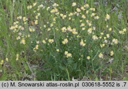 Anthyllis vulneraria ssp. vulneraria (przelot pospolity typowy)