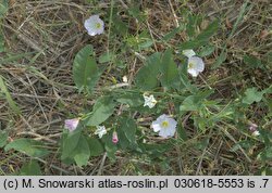 Convolvulus arvensis (powój polny)