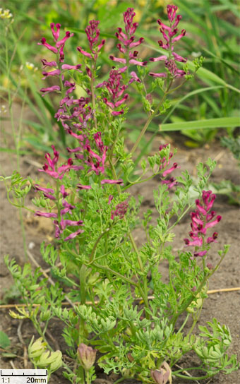 Fumaria officinalis ssp. officinalis (dymnica pospolita typowa)