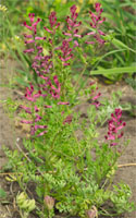 Fumaria officinalis ssp. officinalis (dymnica pospolita typowa)