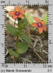 Anagallis arvensis (kurzyślad polny)